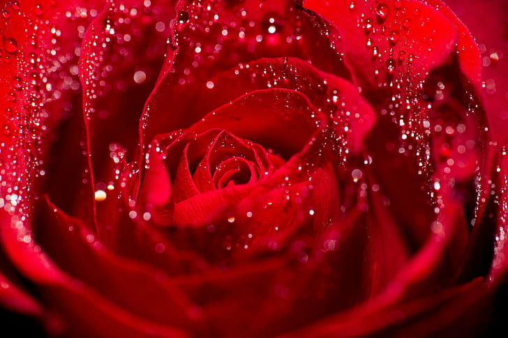 tilt-shift lens photography of red Rose, By Any Other Name, tilt-shift lens, photography, red Rose, flower, petals, droplets, valentines, drop, nature, petal, red, dew, close-up, plant, macro, backgrounds, freshness, wet, rose - Flower, HD wallpaper