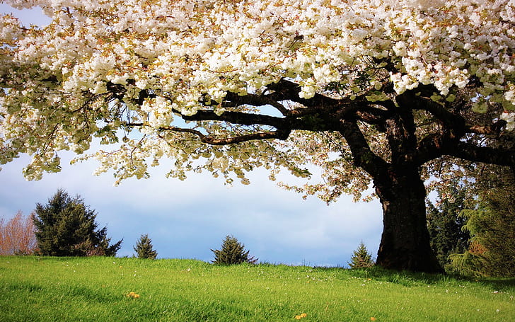 Nature spring, the cherry trees, white cherry blossoms in full bloom, Nature, Spring, Cherry, Trees, White, Blossoms, Full, Bloom, HD wallpaper