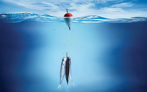 fishing rod, water, sea, fish, underwater, HD wallpaper HD wallpaper