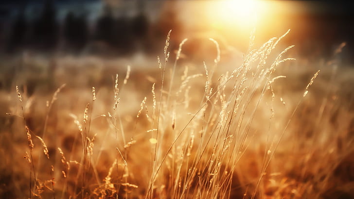 rumput, sinar matahari, alam, bintik-bintik, tanaman, kabur, bidang, Wallpaper HD