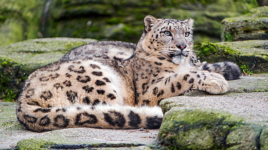 Snow Leopard 4K, Snow, Leopard, HD wallpaper HD wallpaper