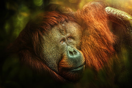 orangotangos, macacos, animais, HD papel de parede HD wallpaper