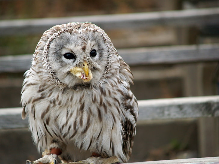 white and brown owl, owl, bird, predator, eating, HD wallpaper