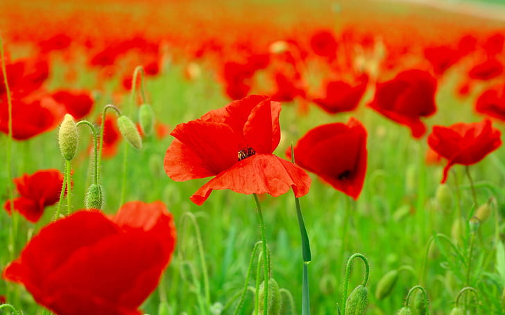 Red Poppies Field, red poppies, field, nature, HD wallpaper
