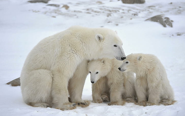 Filhotes de urso polar, urso, filhote de urso polar, animal preto, animal, urso marrom, amor, fantasia, neve, HD papel de parede