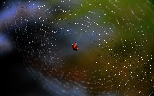 Spiders Web, artistic, spider, nature, awesome, animals, HD wallpaper HD wallpaper