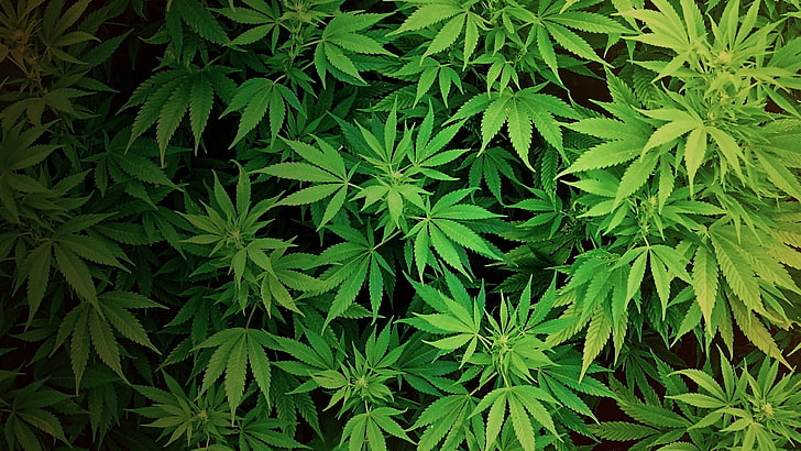 grüne Cannabispflanze, Cannabis, Pflanzen, Drogen, HD-Hintergrundbild