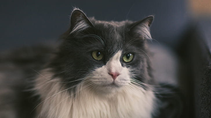 closeup photography of tuxedo cat, cat, pets, domestic Cat, animal, cute, looking, mammal, domestic Animals, fur, HD wallpaper