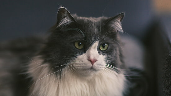closeup photography of tuxedo cat, cat, pets, domestic Cat, animal, cute, looking, mammal, domestic Animals, fur, HD wallpaper HD wallpaper
