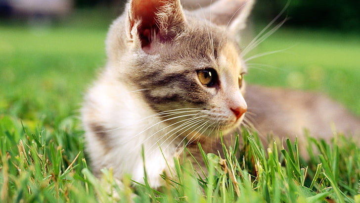 หญ้าสัตว์แมว, วอลล์เปเปอร์ HD