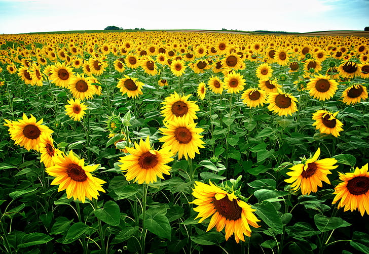 жълто слънчогледово цвете поле през деня, жълто, слънчоглед, цвете, поле, ден, блум, gelb, grün, wiese, weite, цвят, frucht, пейзаж, sonne, природа, селско стопанство, лято, растение, селски сцена, на открито, пролетта, растеж, поляна, красота В природата, HD тапет