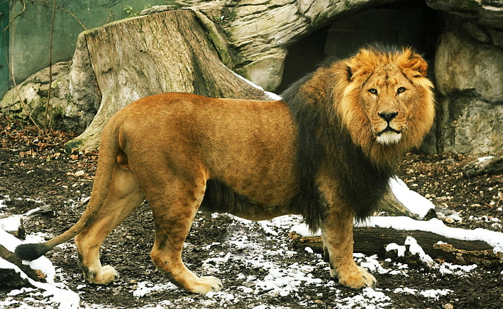 Bellissimo leone, leone carta da parati digitale, animali, selvaggio, bello, leone, Sfondo HD