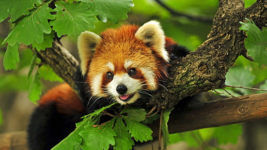 panda rojo, panda rojo, naturaleza, animales, Fondo de pantalla HD HD wallpaper