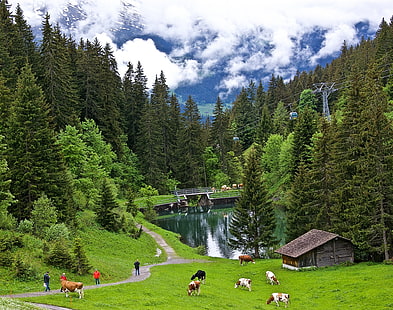 Switzerland, cow, nature, landscape, HD wallpaper HD wallpaper