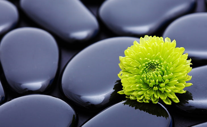 Schwarze Zen-Steine ​​und eine gelbe Mutter, grüne Blütenblattblume, Natur, Blumen, Gelb, Schwarz, Steine, HD-Hintergrundbild