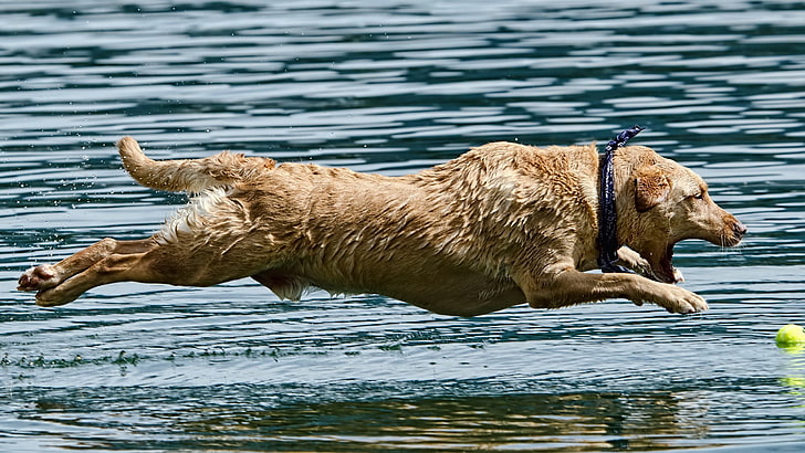 anjing melompat di atas air, binatang, anjing, Wallpaper HD