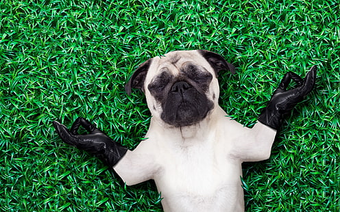Cucciolo Zen, zen, erba, nero, yoga, guanti, vara, verde, estate, divertente, bianco, cane, cucciolo, Sfondo HD HD wallpaper