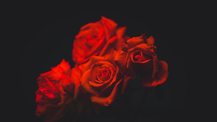 mawar merah, buket, mawar, gelap, Wallpaper HD