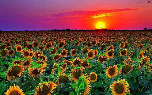 Sunflower Field Sunset Wallpaper Hd 8589131, HD wallpaper HD wallpaper