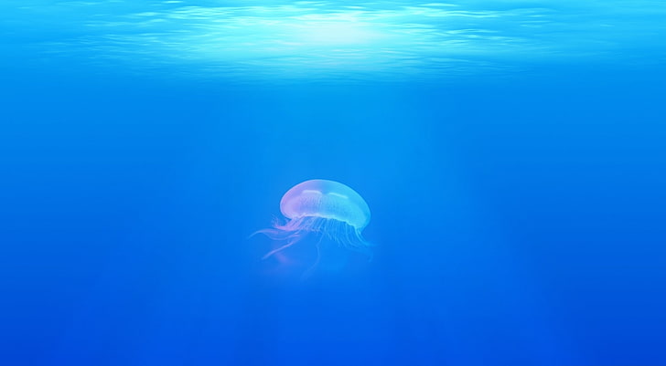 Jellyfish, jelly fish, Animals, Sea, Blue, Underwater, Water, Jellyfish, Sunlight, HD wallpaper