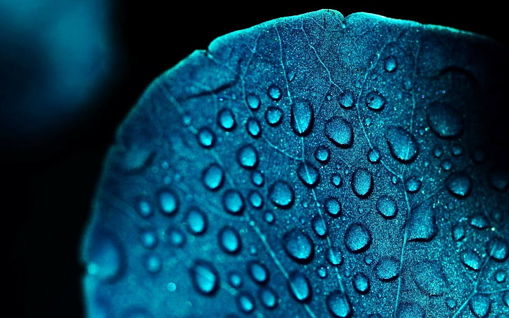 water dew, abstract, blue flowers, water drops, HD wallpaper