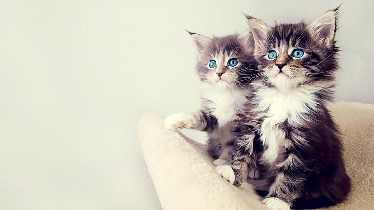 kittens, simple background, cat, blue eyes, animals, Maine Coon cat, Maine Coon, HD wallpaper
