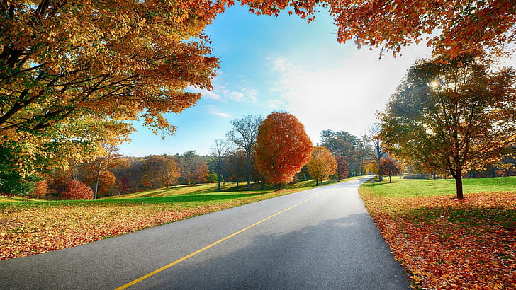 дорога, разметка, осень, деревья, дорога, разметка, осень, деревья, HD обои