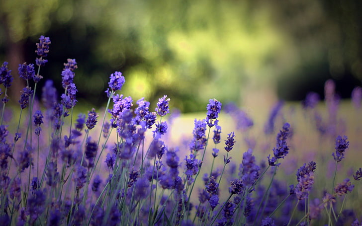 purple lavender flowers, summer, flowers, nature, background, Wallpaper, glade, plants, flowering, HD wallpaper