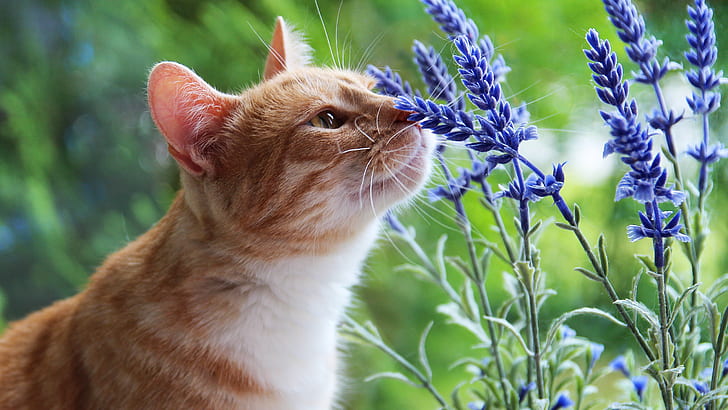 cat, summer, look, face, flowers, nature, green, background, red, the smell, aroma, lavender, sniffing, HD wallpaper