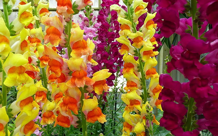 flores amarillas, rosadas y anaranjadas del dragón, gladiolos, flores, jardín, verde, brillante, colorido, Fondo de pantalla HD