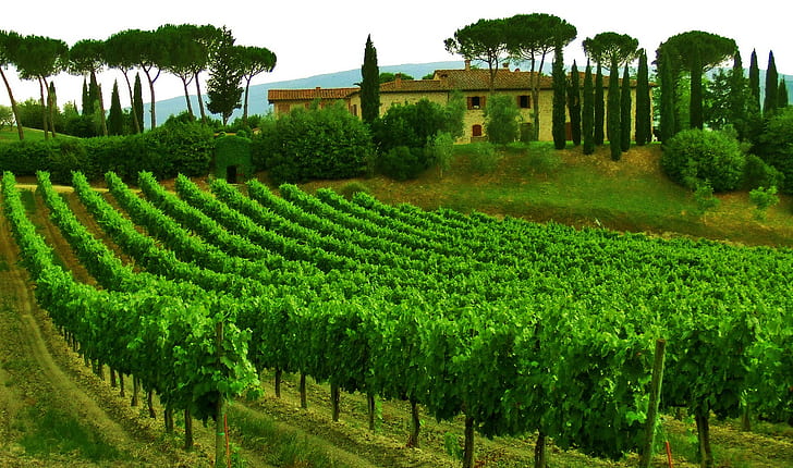 Vineyard, Italy, Italy, Tuscany, sky, trees, house, vineyard, HD wallpaper