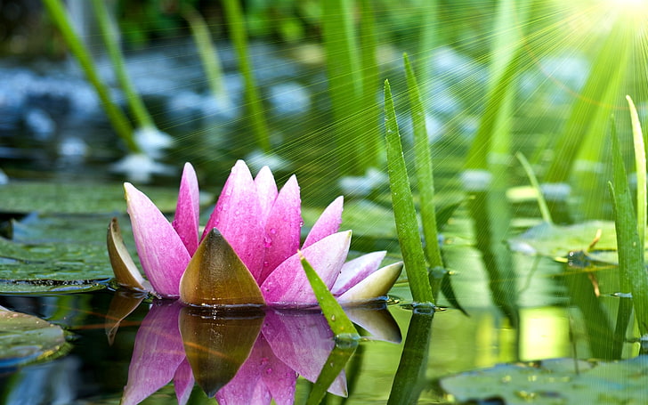 pink lotus flower, flower, water lily, lotus, water, pink, HD wallpaper