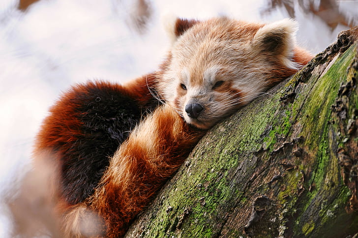 Красная панда, животные, зима, сон, зоопарк, 4к фото, ультра HD, HD обои