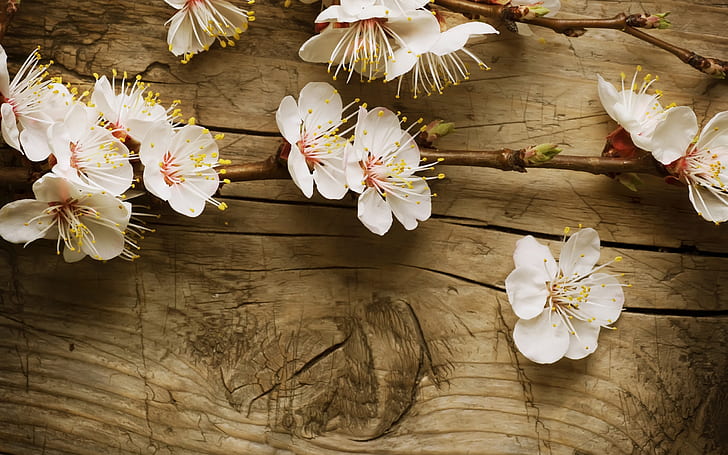 Zweig der Kirschblüte, Kirsche, Blüte, HD-Hintergrundbild