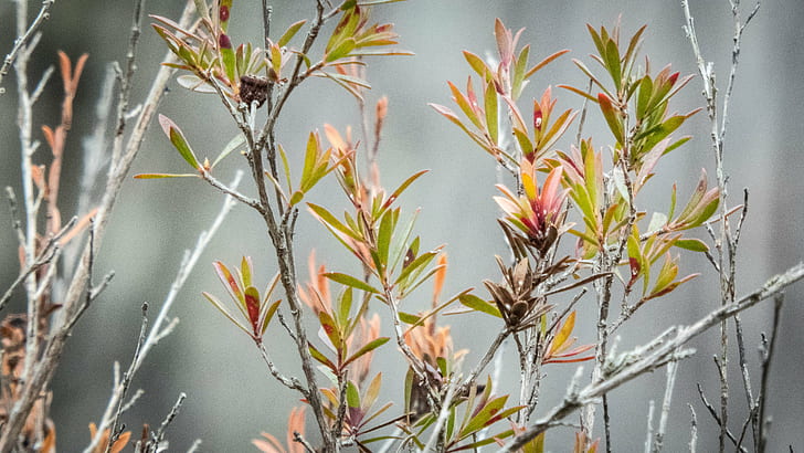 closeup photo of green and red leaf plant, Orange, closeup, photo, red leaf, plant, Leucadendron, adelaide, photography, bridgewater, bushfire, damage, englewood, reserve, green  group, lumix, meetup, pink, stalks, togs, white, nature, branch, leaf, season, HD wallpaper