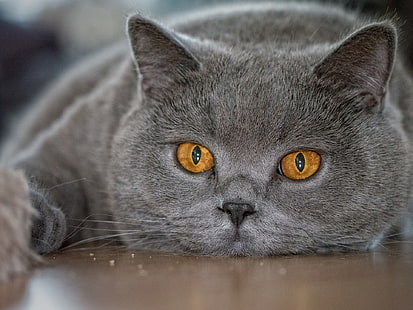сива котка, очи, котка, поглед, лице, британец, британска късокосместа, HD тапет HD wallpaper