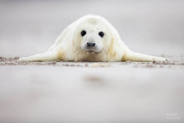 animals, Seals, HD wallpaper