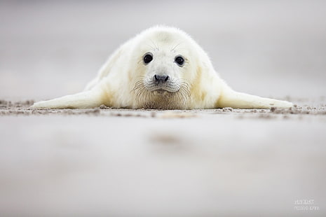 animals, Seals, HD wallpaper HD wallpaper
