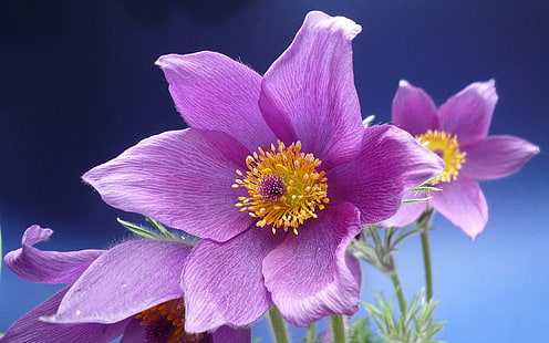 Macro de fleurs d'anémone violette, Violet, Anémone, Fleurs, Macro, Fond d'écran HD HD wallpaper