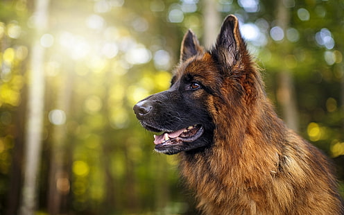 animaux, forêt, chien, berger allemand, Fond d'écran HD HD wallpaper