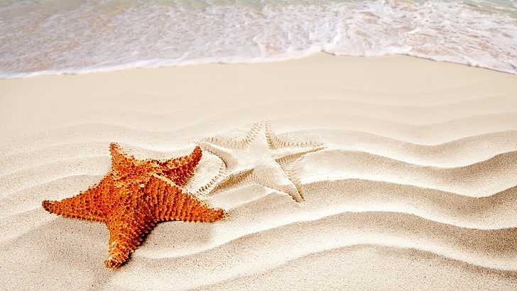 startfish, sea, animal, water, beach, sand, design, sandy beach, HD wallpaper