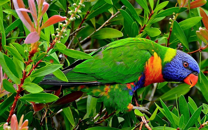 Beautiful Multicolor Parrot Exotic Birds Wallpaper Hd, HD wallpaper