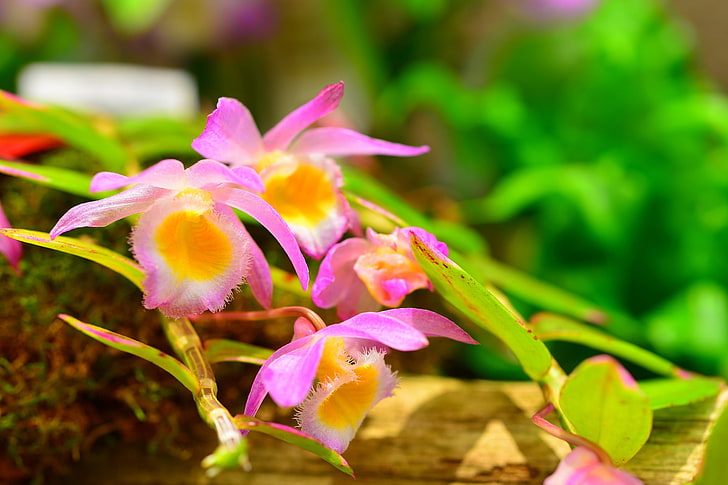 Pflanzen, Blumen, HD-Hintergrundbild