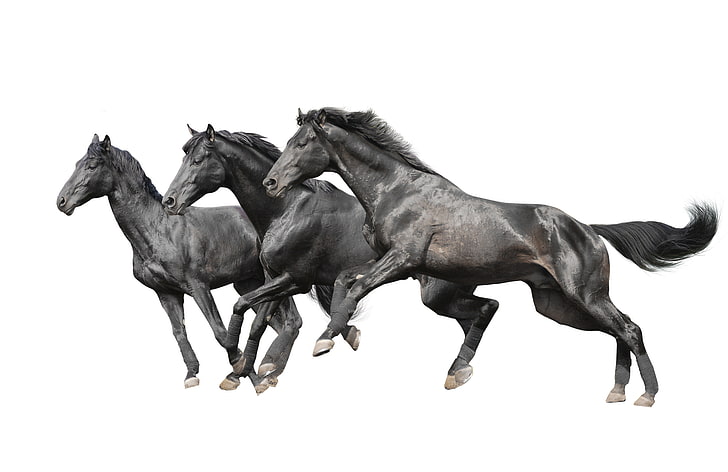 three black horses, horses, horse, white background, HD wallpaper
