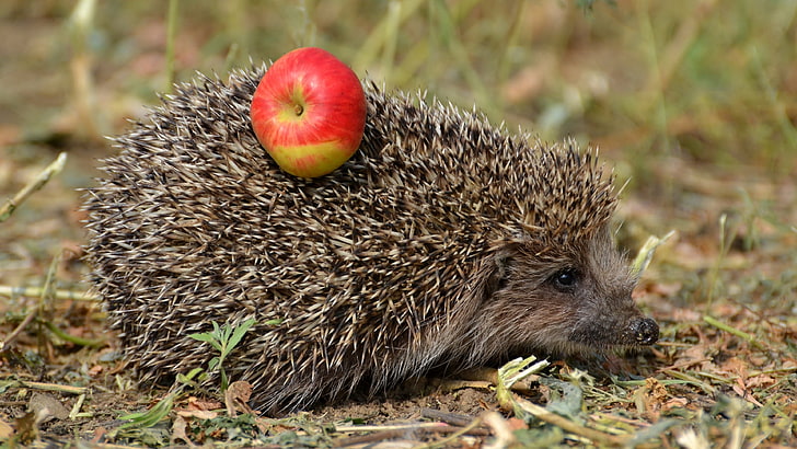 fat hedgehog image, HD wallpaper
