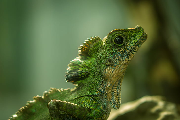fotografi selektif fokus Iguana hijau, kadal, kadal, kadal, fokus selektif, fotografi, Iguana hijau, ILCE 6000, sony, sel50f18, reptil, planet hewan, hewan, alam, bunglon, iguana, margasatwa, vertebrata, close-up, warna hijau, Wallpaper HD
