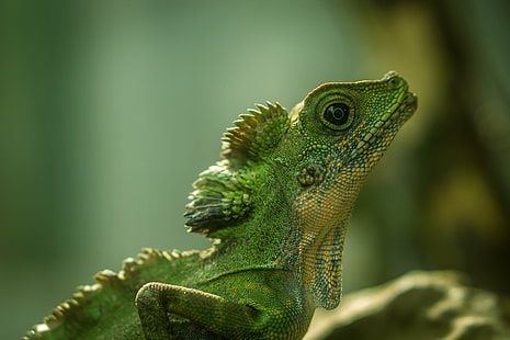 fotografi selektif fokus Iguana hijau, kadal, kadal, kadal, fokus selektif, fotografi, Iguana hijau, ILCE 6000, sony, sel50f18, reptil, planet hewan, hewan, alam, bunglon, iguana, margasatwa, vertebrata, close-up, warna hijau, Wallpaper HD HD wallpaper