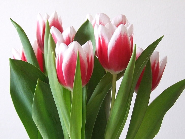 tulipa rosa e branca flores, tulipas, flores, buquê, colorido, primavera, HD papel de parede