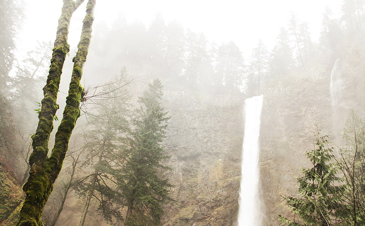 Air Terjun Multnomah, daun pohon hijau, Alam, Air Terjun, air terjun multnomah, Wallpaper HD