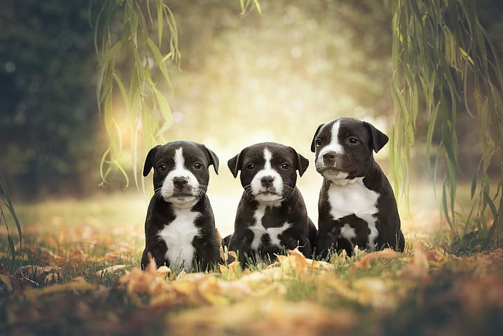 собаки, ветки, щенки, трио, троица, американский стаффордширский терьер, HD обои